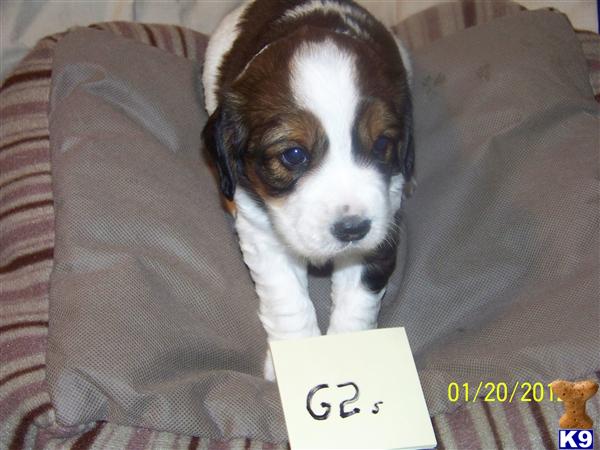 English Springer Spaniel Puppies